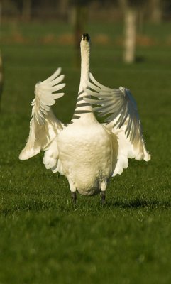 Whooper Swan - Cygnus cygnus, Brecht, 09/02/2008