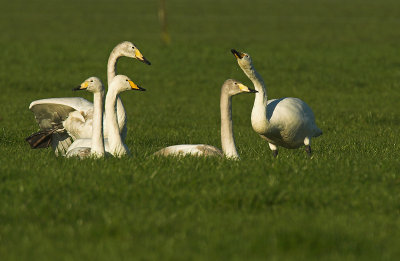 Whooper Swan - Cygnus cygnus, Brecht, 09/02/2008