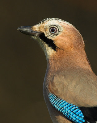 Jay - Garrulus glandarius