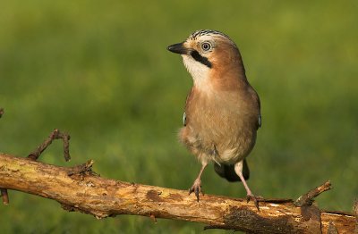 Jay - Garrulus glandarius