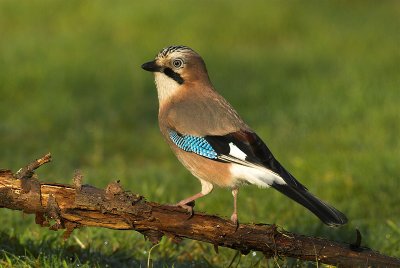 Jay - Garrulus glandarius