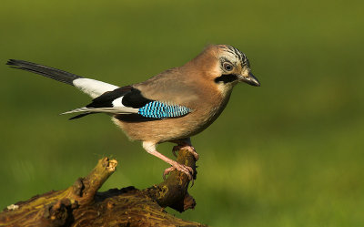 Jay - Garrulus glandarius