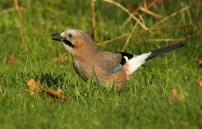 Jay - Garrulus glandarius