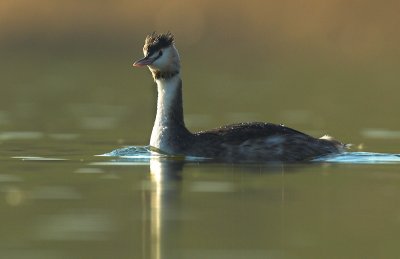 Great Crested Grebe - Podiceps cristatus