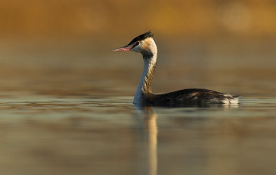 Great Crested Grebe - Podiceps cristatus