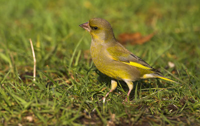 Greenfinch - Carduelis chloris