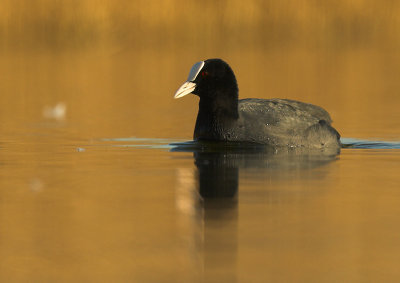 Coot - Fulica atra