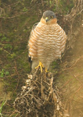 Sparrowhawk - Accipiter nisus