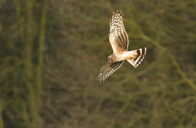 Hen Harrier - Circus cyaneus