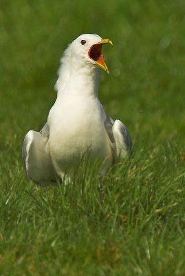 Common Gull - Larus canus