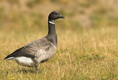 Brent goose - Branta bernicla