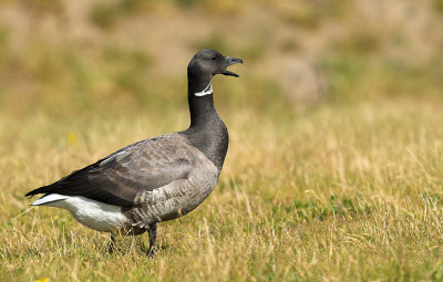 Brent goose - Branta bernicla