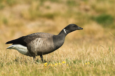 Brent goose - Branta bernicla