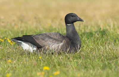 Brent goose - Branta bernicla