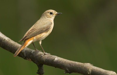Redstart female - Phoenicurus phoenicurus