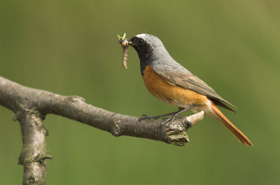 Redstart male - Phoenicurus phoenicurus