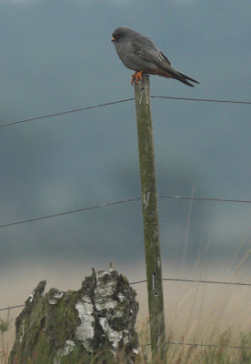 Red-footed falcon - Falco vespertinus, Kalmthoutse Heide, 27/05/08