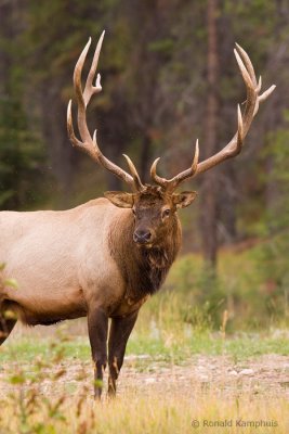 Bull Elk - Wapiti