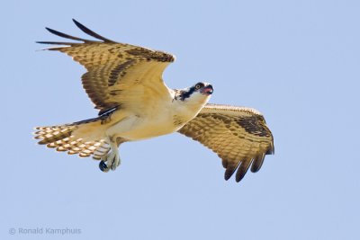 Osprey - Visarend