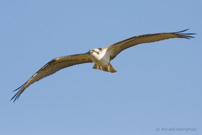 Osprey - Visarend