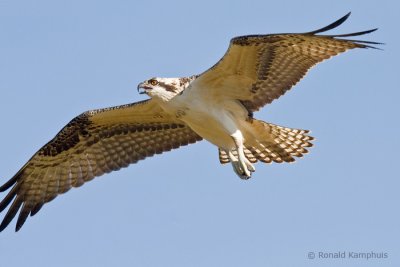 Osprey - Visarend