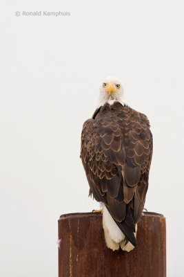 Bald eagle - Amerikaanse zeearend