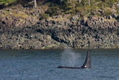 Killer whale - Zwaardwalvis