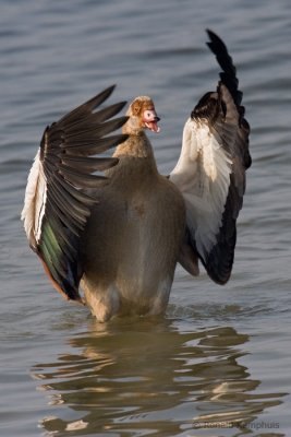 Egyptian Goose - Nijlgans