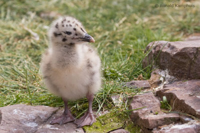 Herring gull - Zilvermeeuw