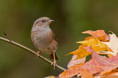 Sparrows - Mussen