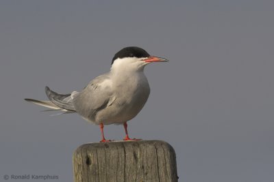 Common Tern - Visdief