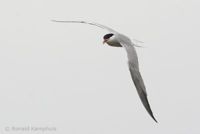 Common Tern - Visdief
