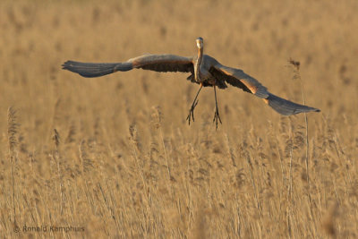 Purple heron - Purperreiger