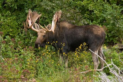 Moose - Eland