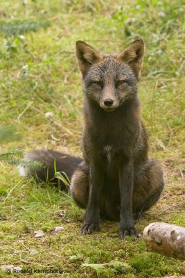 Arctic fox - Poolvos