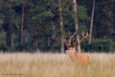 Red Deer - Edelhert