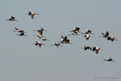 Common crane - Kraanvogel