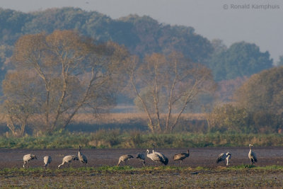 Common crane - Kraanvogel