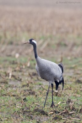 Common Crane - Kraanvogel