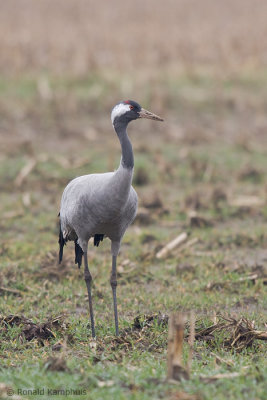 Common Crane - Kraanvogel