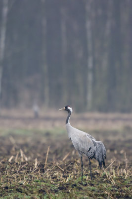 Common Crane - Kraanvogel