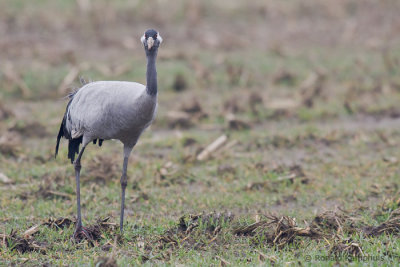 Common Crane - Kraanvogel