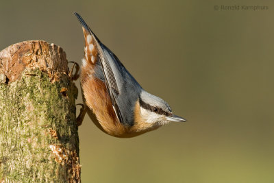 Nuthatch - Boomklever