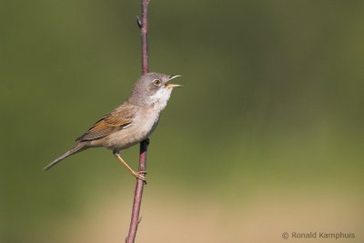 Whitethroat - Grasmus