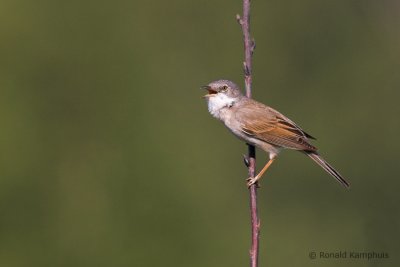 Whitethroat - Grasmus