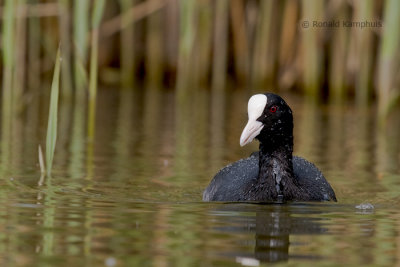 Coot - Meerkoet