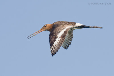 Blacktailed Godwit - Grutto