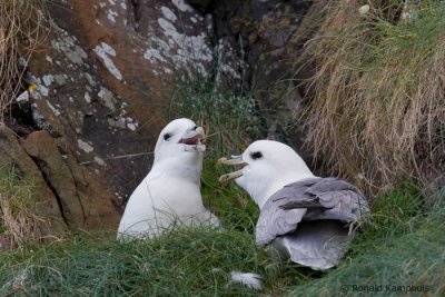 Fulmar - Noordse stormvogel