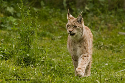 Lynx 