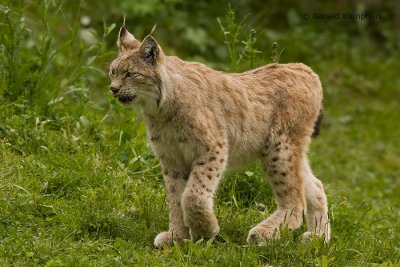 Lynx 